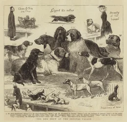 Die Hundeschau im Crystal Palace